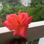 রুমা চৌধুরীর  কবিতা