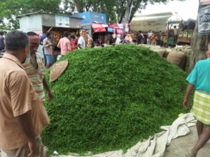 সব্জিতে ব্যাপক লোকসানে প্রান্তিক চাষী,কৃষি অর্থনীতিতে স্থবিরতা