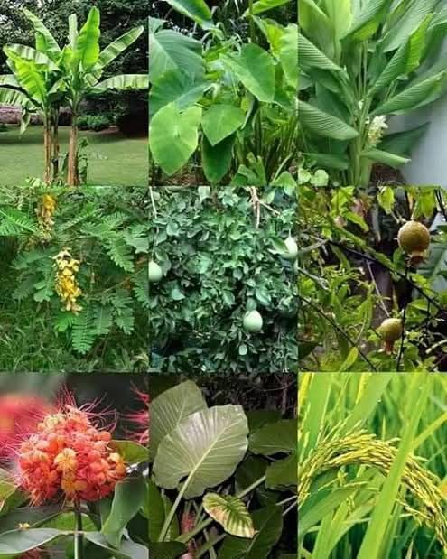 প্রকৃতি পূজার প্রতীকী উপস্থাপনা।