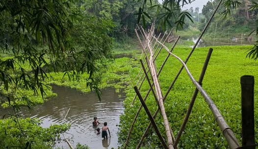 নিভৃত নগর চাই, প্রকৃতিকে হত্যা নয়