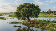 ভানুমতী ও মাথাকাটা ঘোড়া।