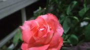 প্রহসন নয় গুনীতন্ত্রের কথা বলছি