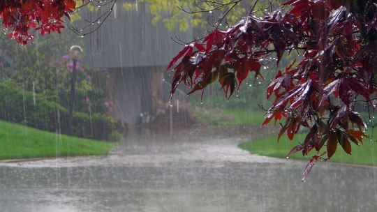 বর্ষার আবাহন ও প্রকৃতির রূপান্তর