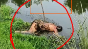 কাজিপুরে ইছামতী নদী থেকে অজ্ঞাত নারীর মরদেহ উদ্ধার