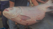 পদ্মার ৩৫ কেজির কাতল বিক্রি হলো ৭৩ হাজার ৫০০ টাকায়!