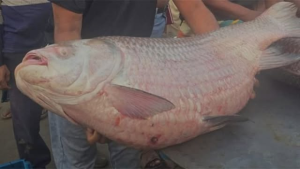 পদ্মার ৩৫ কেজির কাতল বিক্রি হলো ৭৩ হাজার ৫০০ টাকায়!