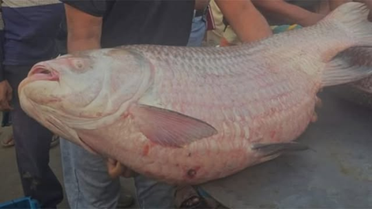 পদ্মার ৩৫ কেজির কাতল বিক্রি হলো ৭৩ হাজার ৫০০ টাকায়!